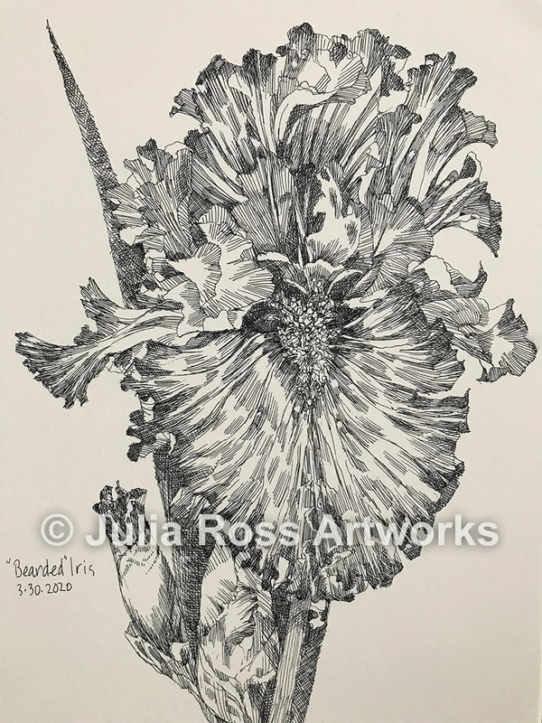 Bearded Iris - Julia Ross Artworks