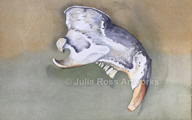 Beaver Jaw - Julia Ross Artworks