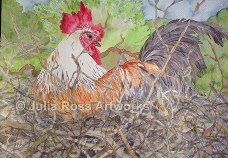 Rooster in Greece - Julia Ross Artworks