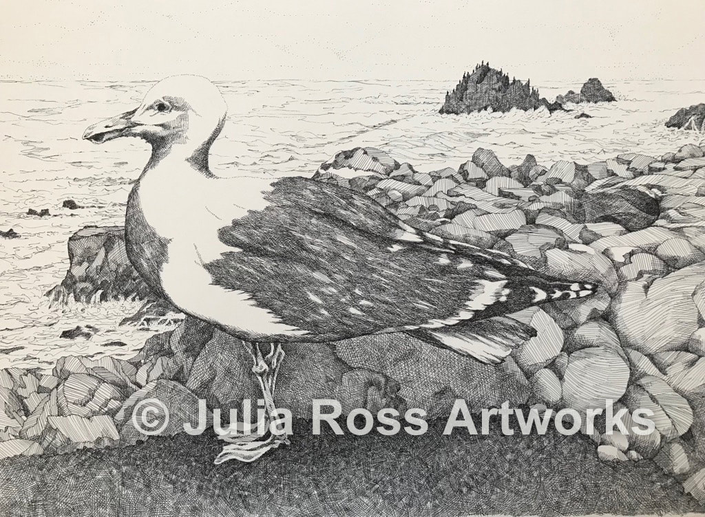 Seagull, Monterey - Julia Ross Artworks
