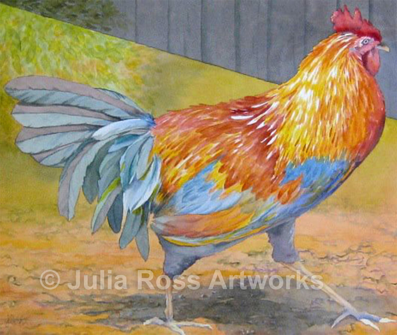 Sebastopol Rooster, Houston's Chicken Farm - Julia Ross Artworks